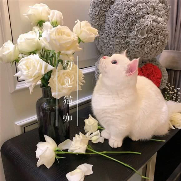 初见猫咖:延安市宝塔区中心街附近