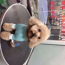 爱丽丝宠物政府机构:汉中市汉台区中心广场附近