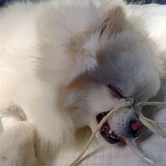 贝贝宠物医院(公园路):汉中市汉台区中心广场附近