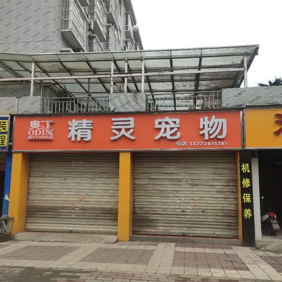 精灵宠物:汉中市汉台区卡斯迪亚附近