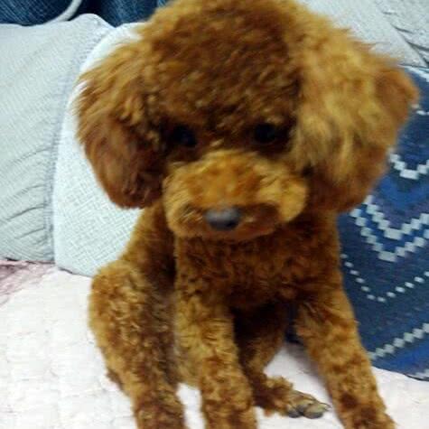 8号宠物会所:汉中市汉台区虎头桥路附近