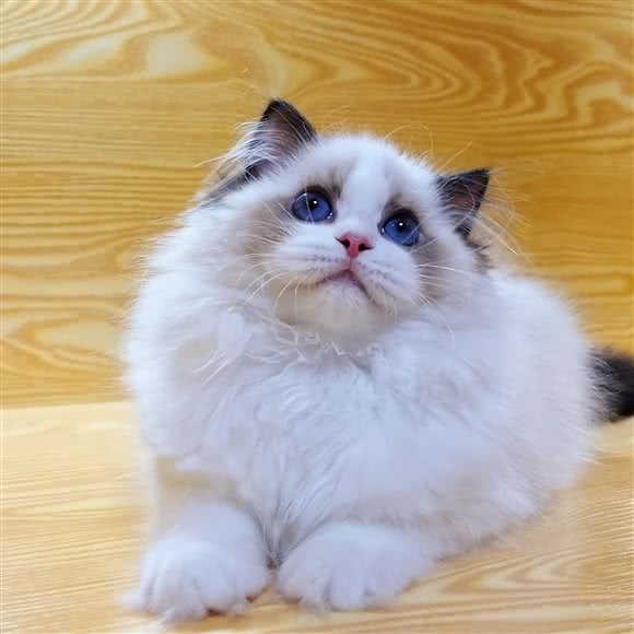 千寻布偶缅因猫舍(汉中店):汉中市汉台区丰辉广场附近