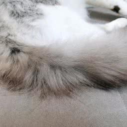 榆林市高新区舒心宠物:榆林市榆阳区开发区附近