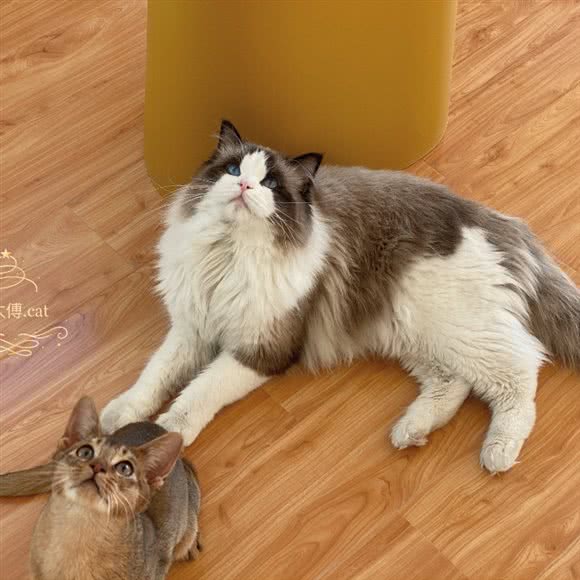 喵太傅·猫咖·撸猫馆:榆林市榆阳区南郊附近