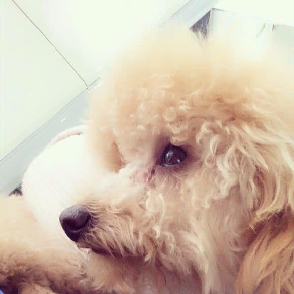 旺旺狗宠物店(南环路店):安康市汉滨区南环西路附近