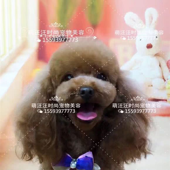 萌汪汪宠物生活馆:兰州市城关区甘南路附近