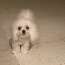 YMY宠物生活馆(雁滩店):兰州市城关区万达广场附近