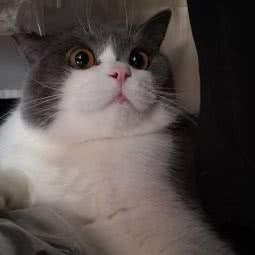 咕德猫宁:兰州市城关区万达广场附近