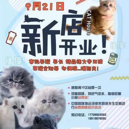 慵懒喵品种猫咪体验馆:兰州市城关区东方红广场附近