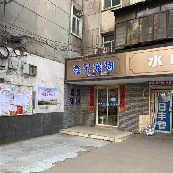 鑫灵宠物狗:兰州市城关区五泉山附近