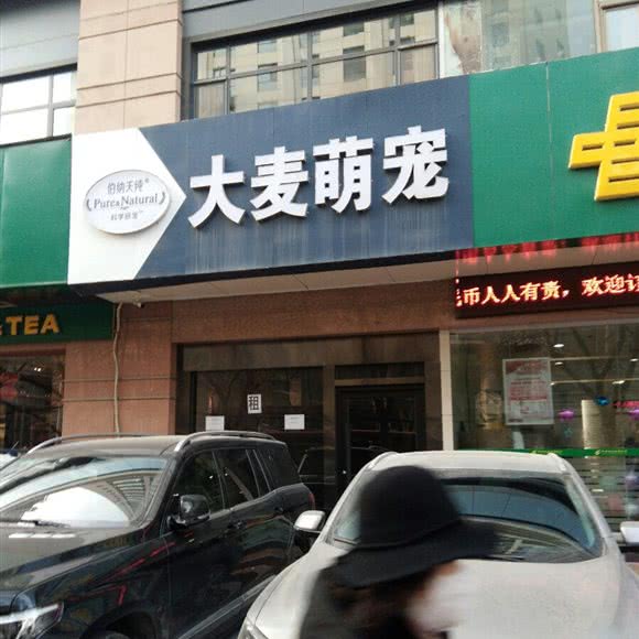 大麦萌宠:兰州市城关区五泉山附近