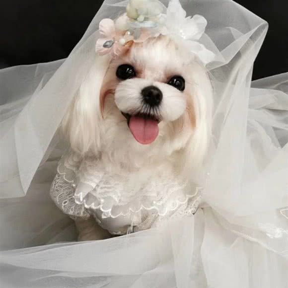 夏社宠物生活馆:兰州市城关区新港城附近