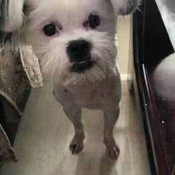 大徐妞儿的宠物店:兰州市七里河区倚能附近