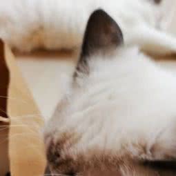 芙派尼·咕噜猫咪体验馆:兰州市西固区西固城附近