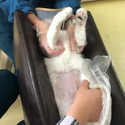 派多格宠物(河山郡店):兰州市西固区福利路附近