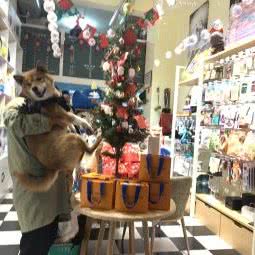 星宠萌物:兰州市西固区福利路附近