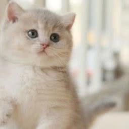 喵呜猫舍:兰州市西固区福利路附近