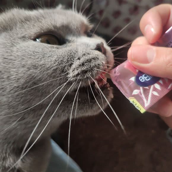 蕾蕾の宠物店:天水市秦州区成纪大道西路附近