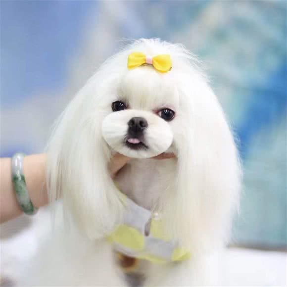 咪go宠物(常营柏林爱乐店):北京城区朝阳区常营附近