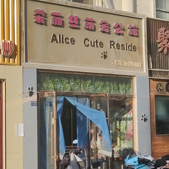 爱丽丝萌宠公馆:酒泉市肃州区北环路附近