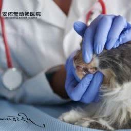 安佑堂动物医院(城西分店):西宁市城西区胜利路附近