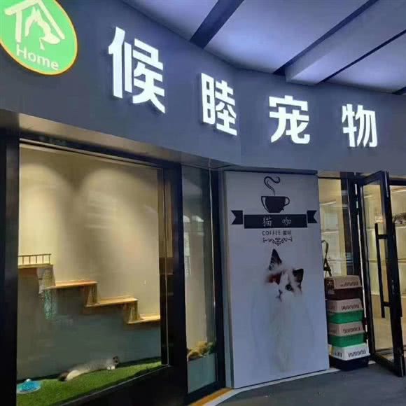候睦猫咖(万达店):西宁市城西区万达广场附近