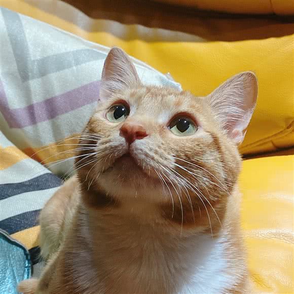 Mr.Dan 猫咖:银川市金凤区金凤万达附近