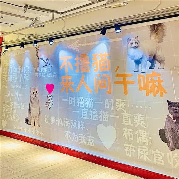 遇喜·猫墅撸猫馆(中山路店):乌鲁木齐市天山区中山路附近