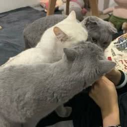 老友与狗宠物会所:乌鲁木齐市沙依巴克区克拉玛依西路附近