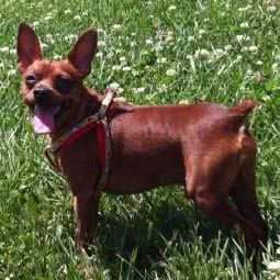 新疆农业大学动物医院:乌鲁木齐市沙依巴克区克拉玛依西路附近