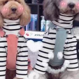 DogSir Miss猫宠物店:乌鲁木齐市沙依巴克区西山新区附近