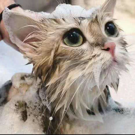 猫腻宠物生活馆:乌鲁木齐市沙依巴克区红十月附近