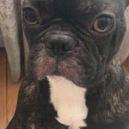 宠爱一家宠物美容(宠爱一家):秦皇岛市海港区东环路附近