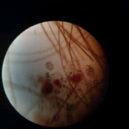 AI尚宠动物诊所(江苏路店):乌鲁木齐市新市区天津路附近