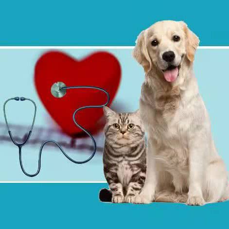 平安动物诊所:乌鲁木齐市新市区河南西路附近