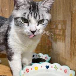 诸葛喵芙(德港万达店):乌鲁木齐市新市区卫星广场附近