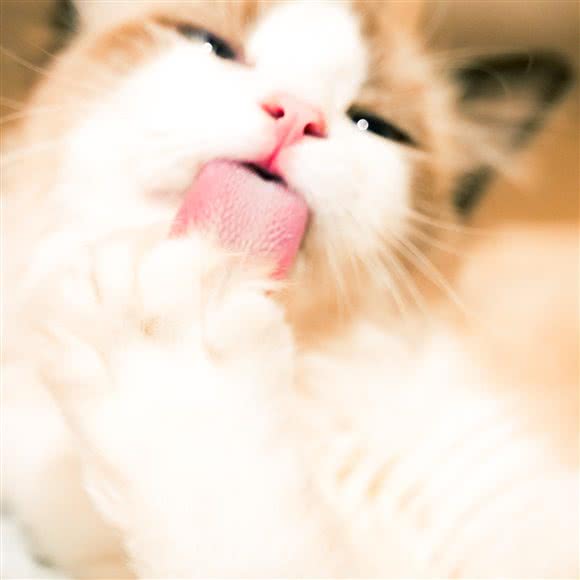 猫的另一家撸猫馆:乌鲁木齐市新市区美居物流园附近