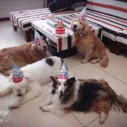 苗苗の宠物厨房:乌鲁木齐市水磨沟区七道湾附近