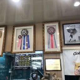 小魔怪宠物会馆:秦皇岛市海港区金三角附近