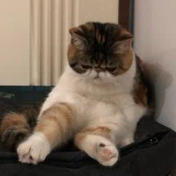 仙女猫屋:乌鲁木齐市水磨沟区华凌干果市场附近