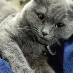 海纳脚印动物医院(五星北路店):乌鲁木齐市水磨沟区南湖广场附近