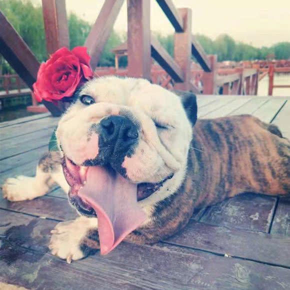 佩特宠物:秦皇岛市海港区和平大街附近