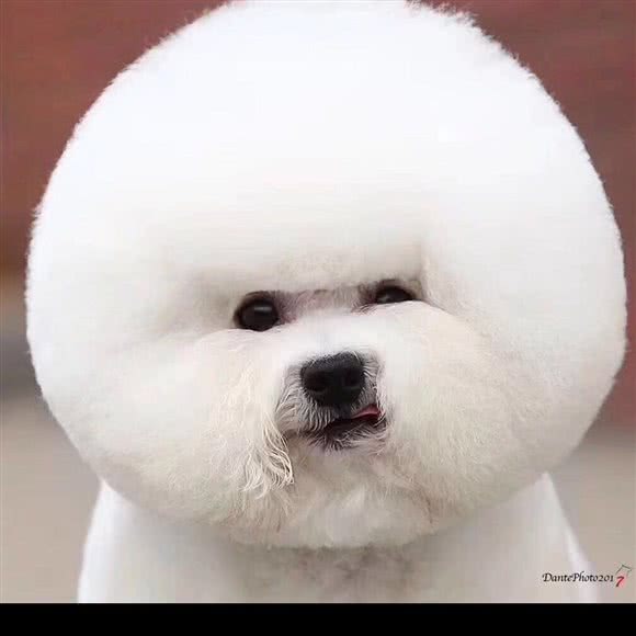 羊爱我宠:秦皇岛市开发区孟营附近