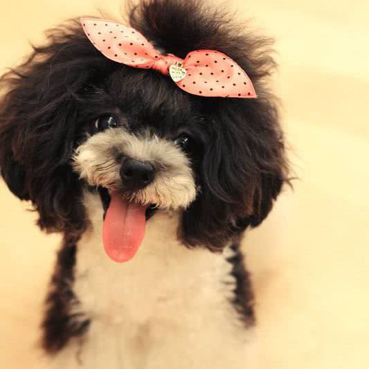 比丢家宠物店:秦皇岛市开发区秦皇西大街附近