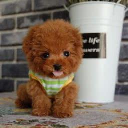 云芳宠艺:秦皇岛市开发区秦皇西大街附近