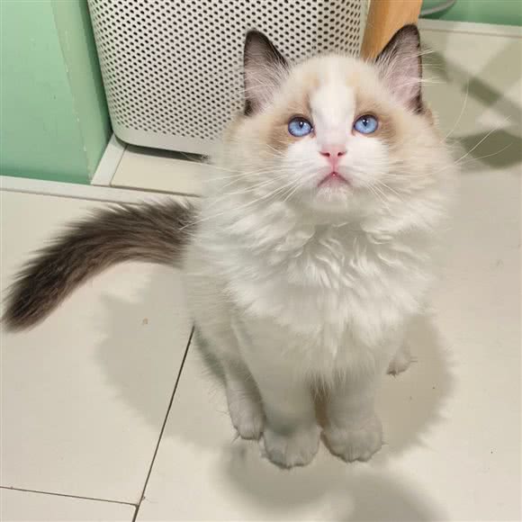 喵酱主轴餐厅?猫咖:秦皇岛市海港区和平大街附近