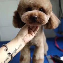 顽皮动物医院:石河子市石河子市其它城区附近