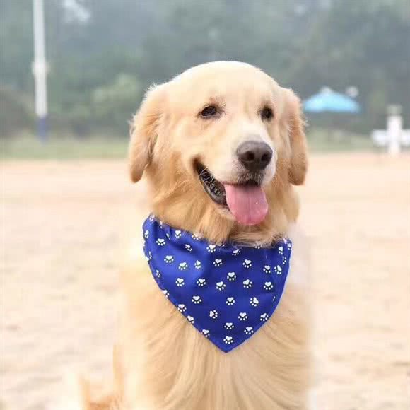 哆贝宠物美容:秦皇岛市海港区东港路附近