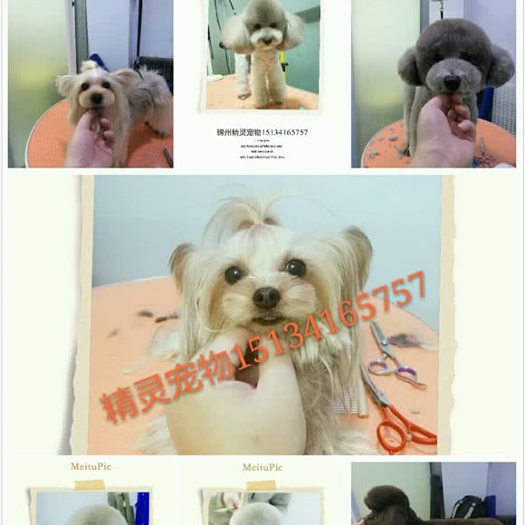 精灵宠物生活馆:锦州市松山新区典逸心洲附近