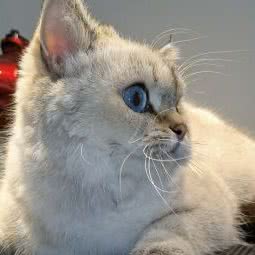 犬心犬意:锦州市松山新区宝地曼哈顿附近